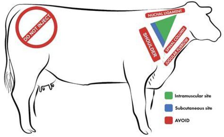 When to estrumate a cow?
