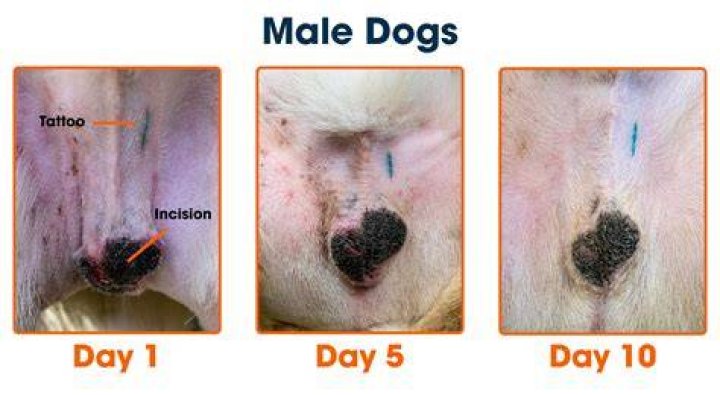When to neuter a male dog?