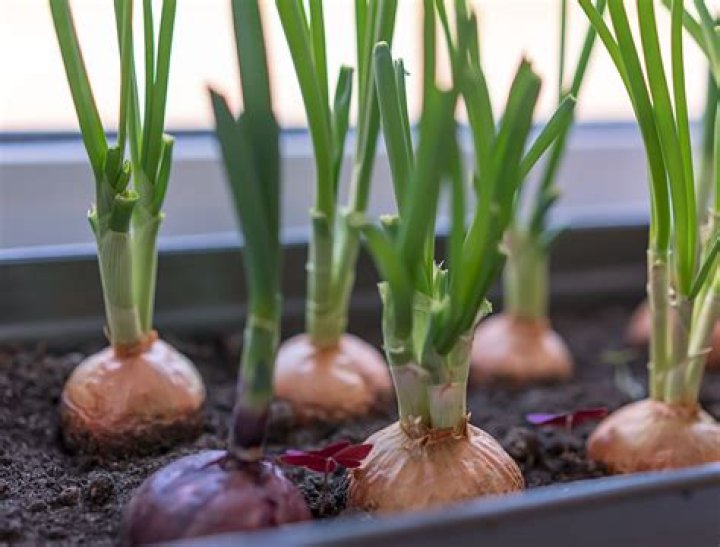 When to plant heat treated onion sets?
