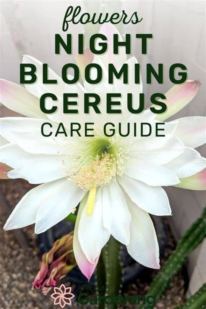 When to repot night blooming cereus?