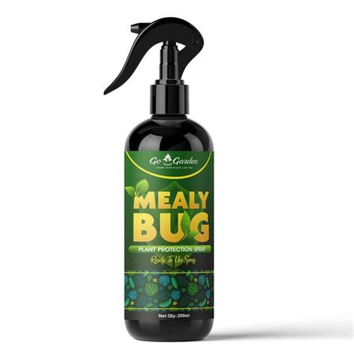 When to spray for mealy bugs?