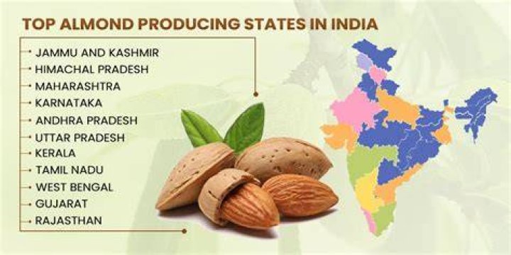 Where almonds are grown in india?