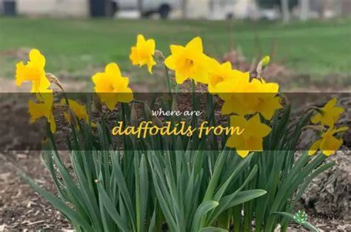 Where are daffodils originally from?