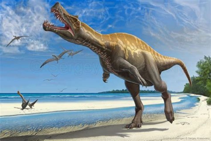 Where did irritator live?