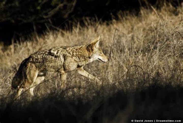 Where do coyotes sleep?
