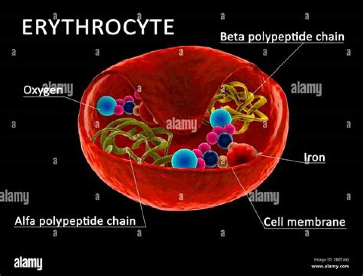 Where do erythrocytes die?