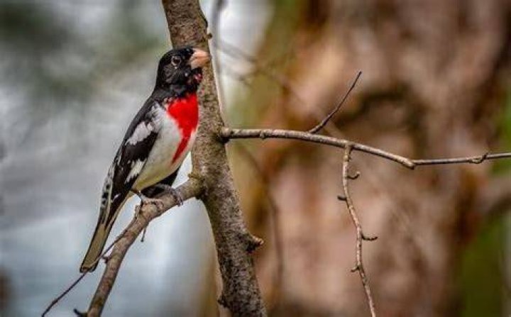 Where do rose breasted grosbeaks nest?