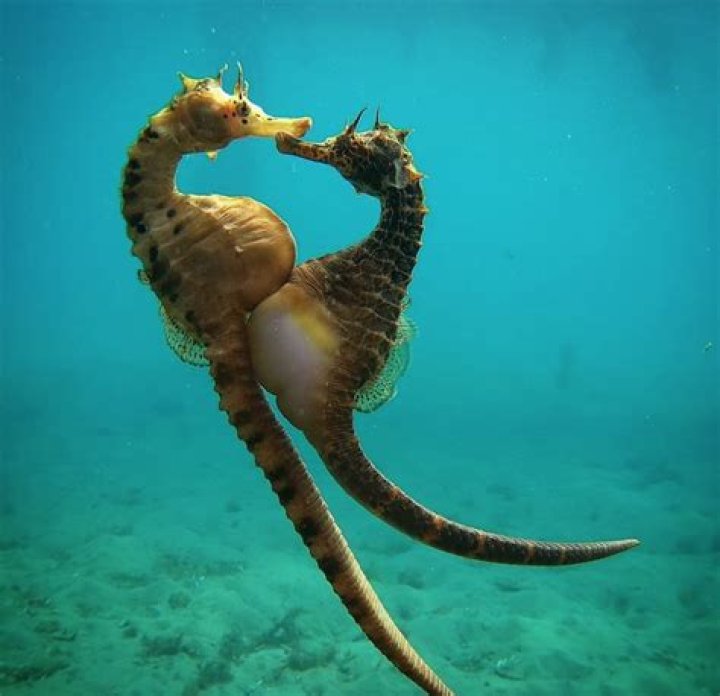Where do the seahorses live?