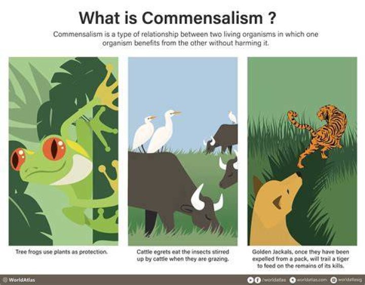 Where does commensalism take place?