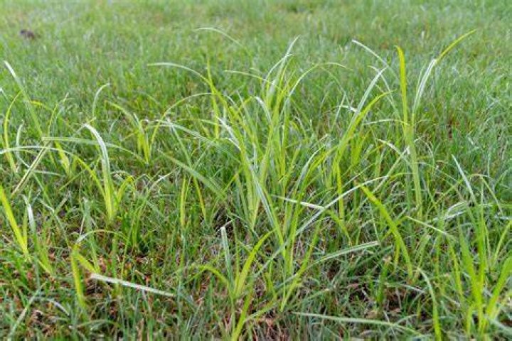 Where does nut grass grow?