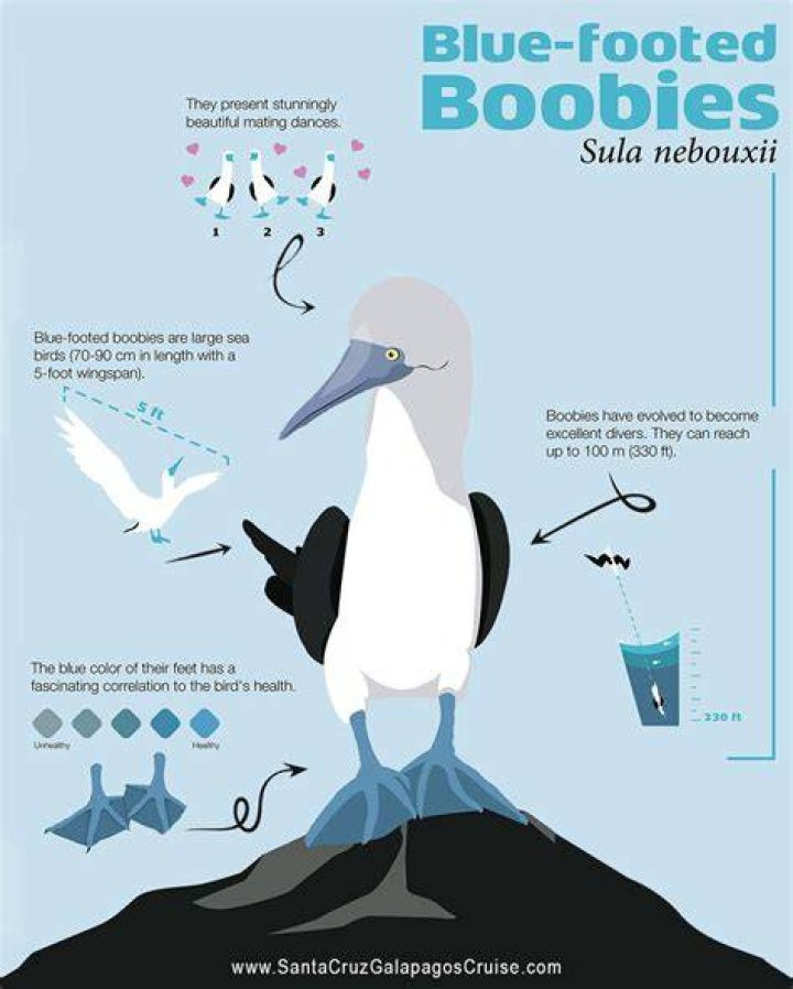 Where does the blue footed bubi live?