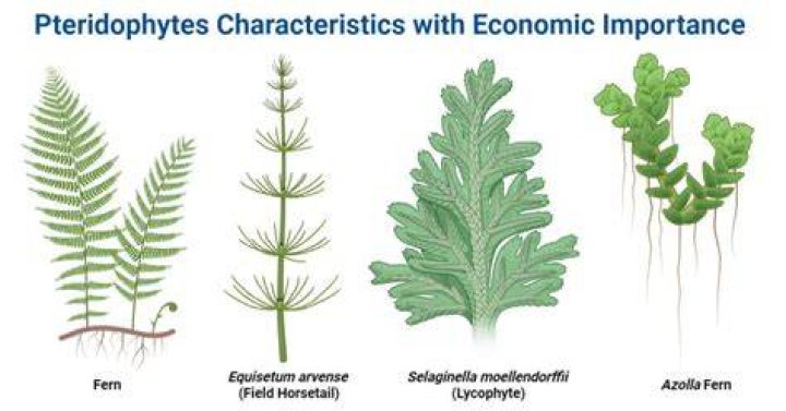 Where is pteridophytes found?
