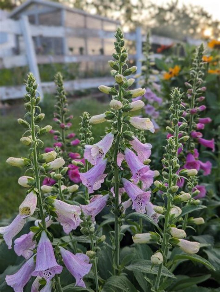 Where is saponaria ocymoides native to?