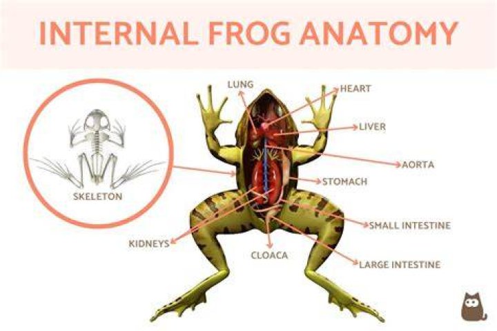 Where is the cloacal aperture found in a frog?