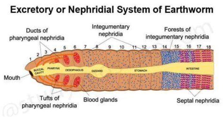Where is the nephridiopore found?