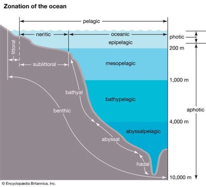 Where is zonation found?