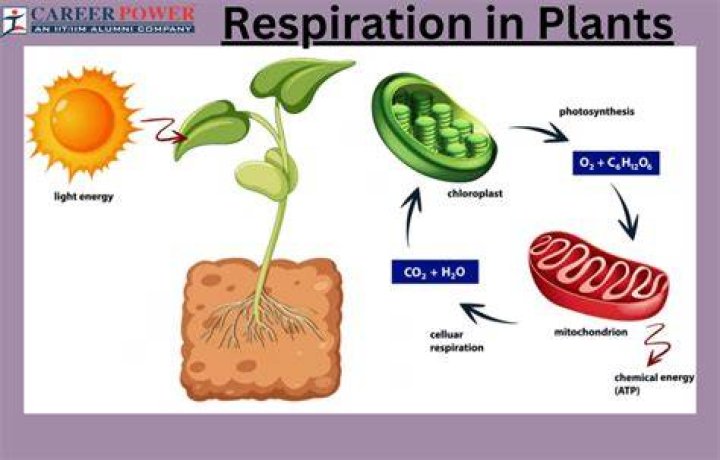 Where respiration takes place in plants?