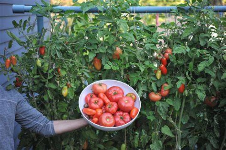 Where to grow sundrops?
