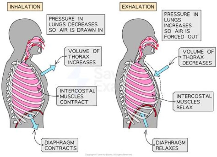 Which best describes what happens during exhalation?