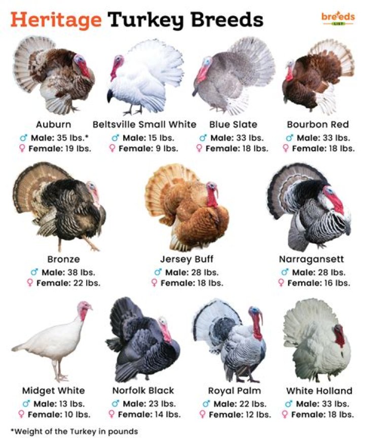 Which breed of turkey was produced for small carcasses?