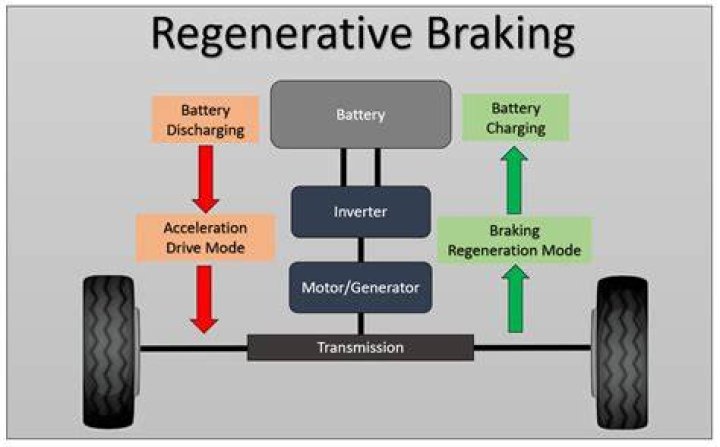 Which cells have regenerative power?