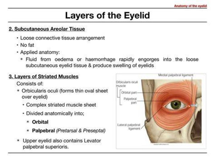 Which eyelids have muscles?