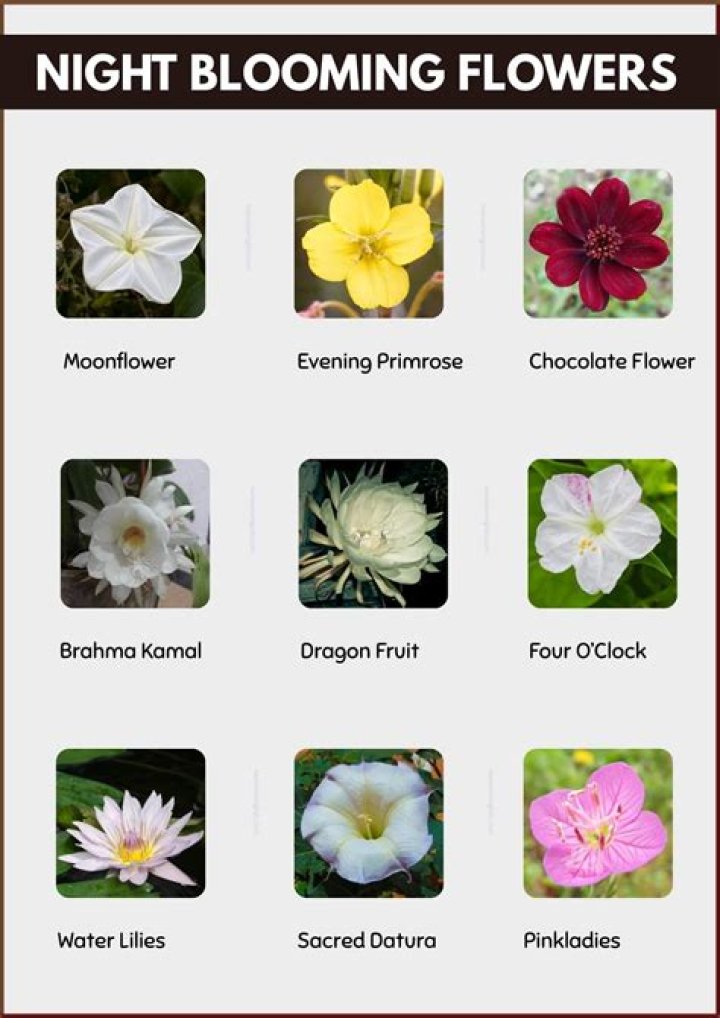 Which flowers bloom only at night?