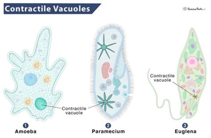 Which is the paramecium regulating with the use of the contractile vacuole?