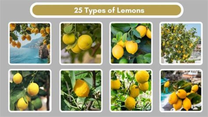 Which lemon variety is best?