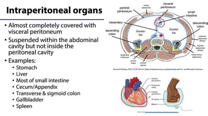 Which organs are intraperitoneal?