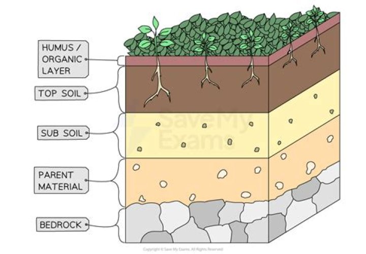 Which part of soil is fit for vegetation?