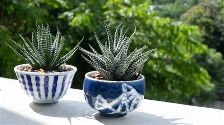 Which plants like to be pot bound?
