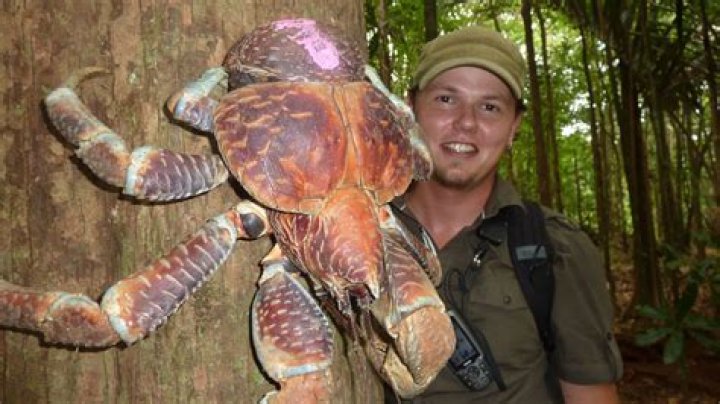 Who discovered eating crabs?