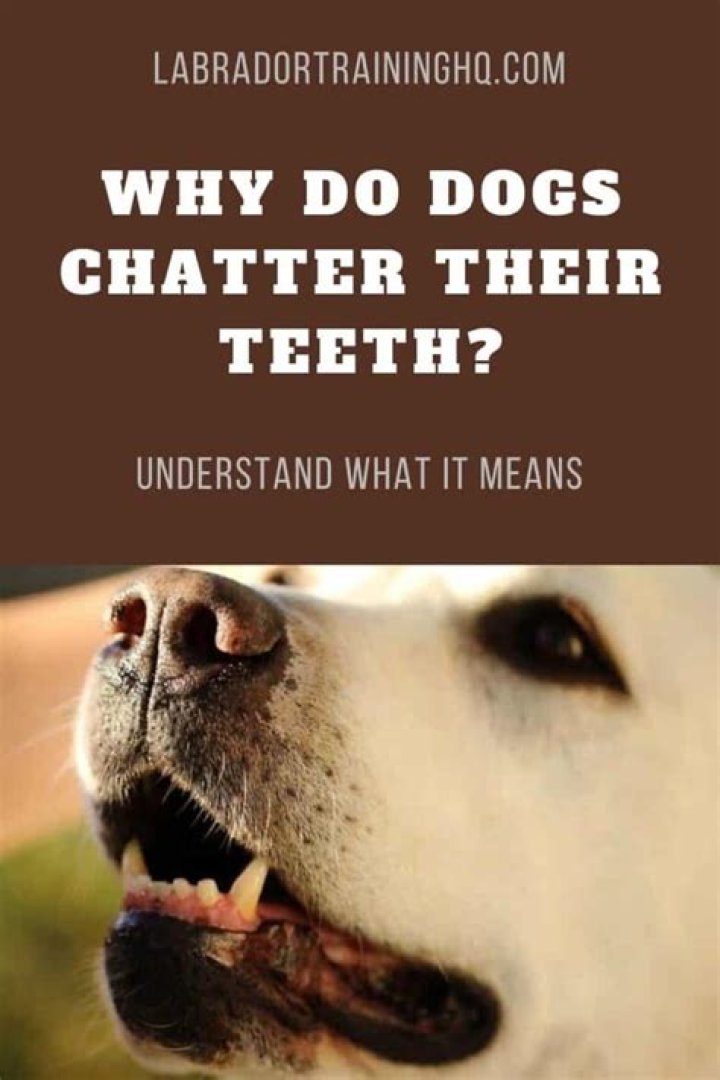 Who do dogs teeth chatter?