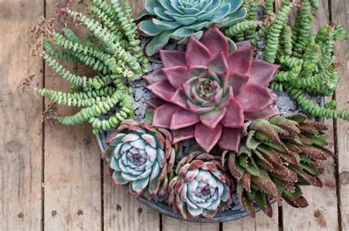 Who to grow succulents?