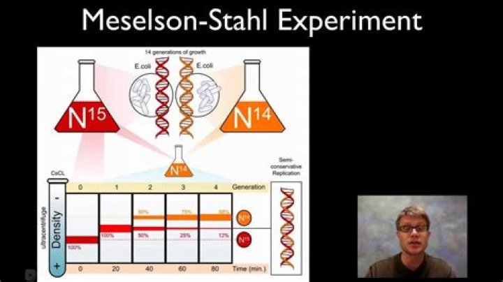 Who were meselson and stahl?