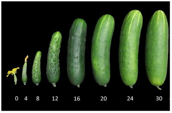 Why are cucurbits referred to as monoecious?