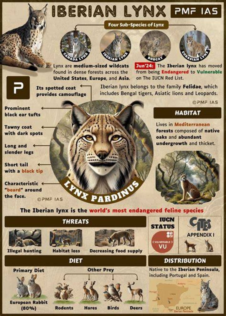 Why are iberian lynx going extinct?