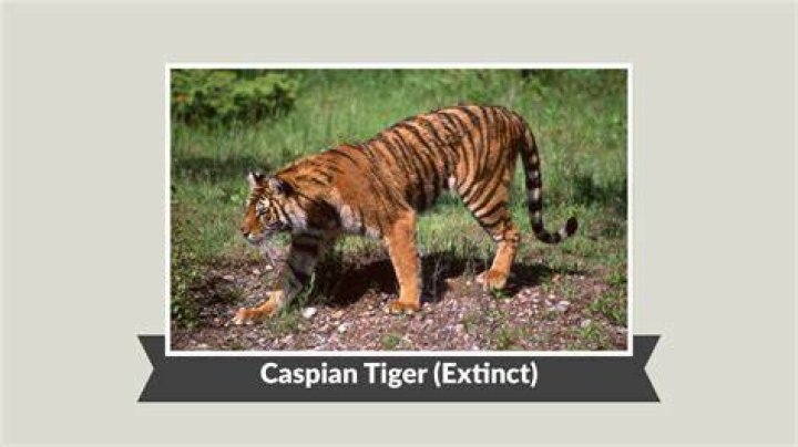 Why caspian tiger became extinct?