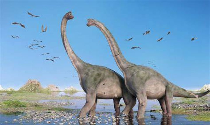 Why do brachiosaurus have long necks?