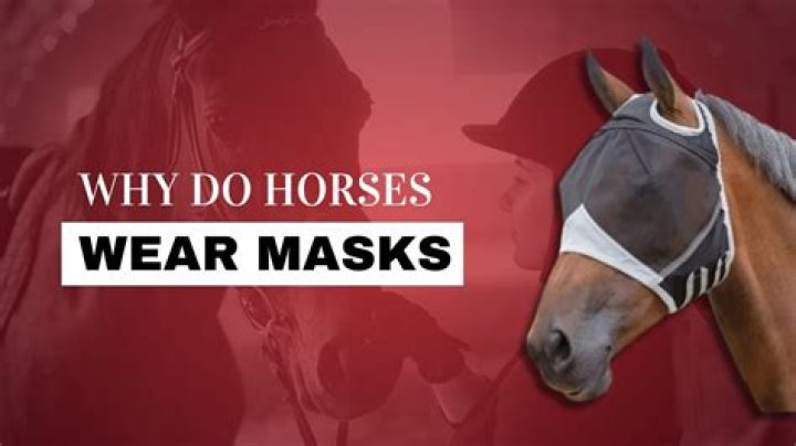 Why do racehorses wear red hoods?