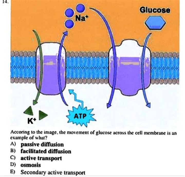 Why does glucose need active transport?