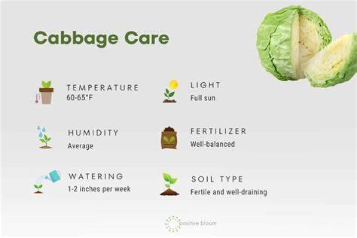Why is my cabbage tree dying?