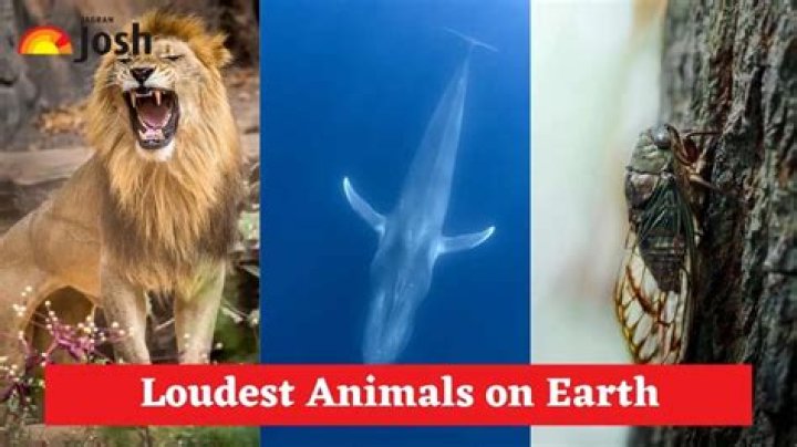 Why is the sperm whale the loudest animal on earth?