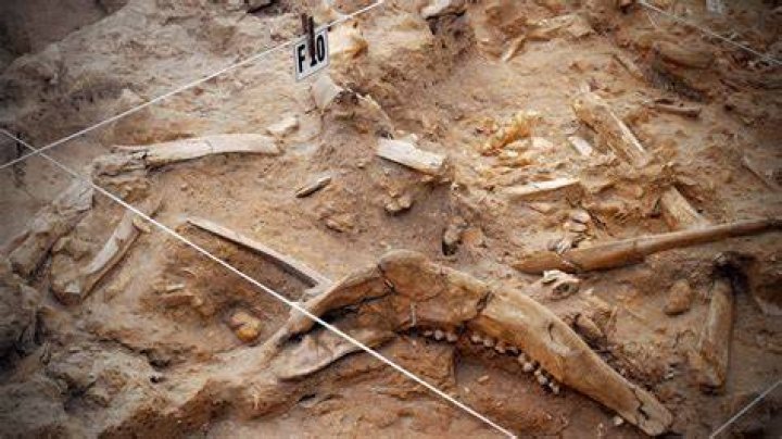 Why paleontology is important?
