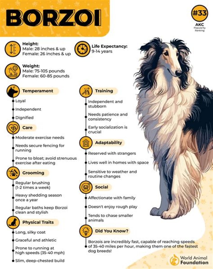 Why was the borzoi breed?