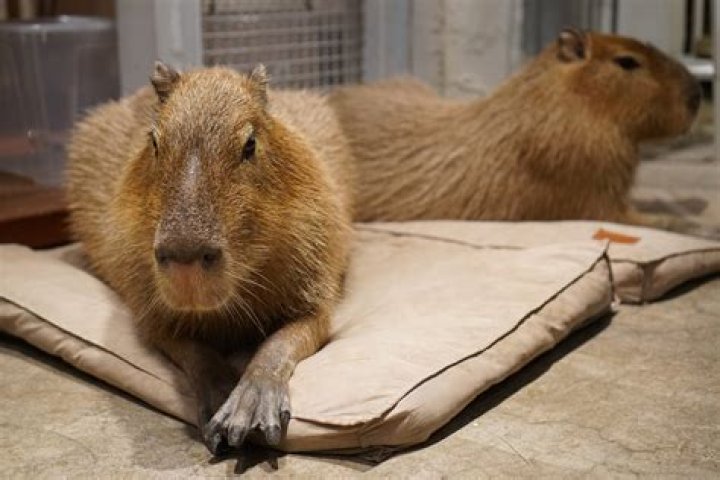 Will a capybara attack a dog?