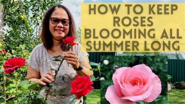 Will gerbera daisies keep blooming?