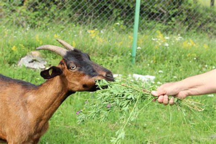 Will goats eat stiltgrass?