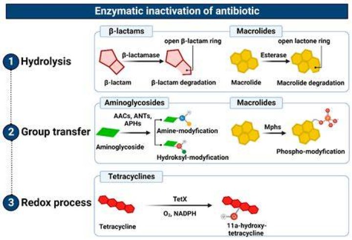 Will heat inactivate enzymes?